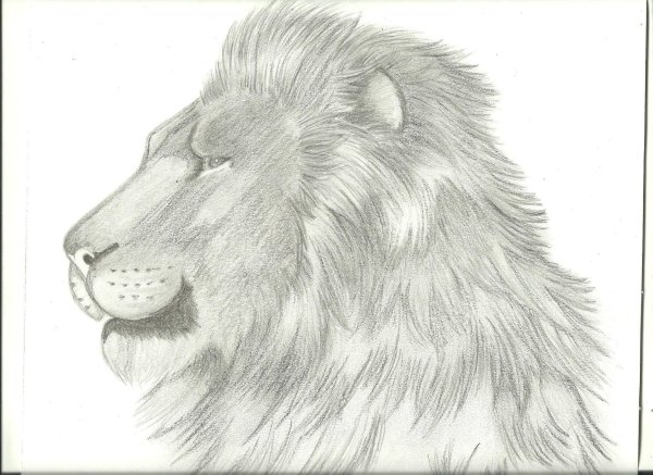 Раскраска Аслан хроники Нарнии