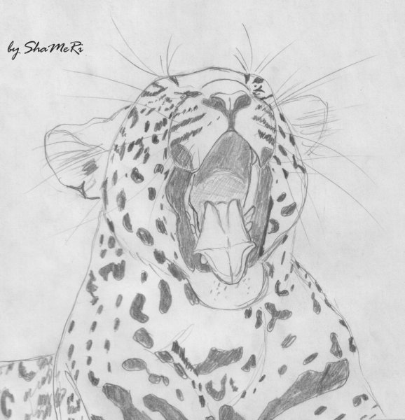 Леопард для срисовки