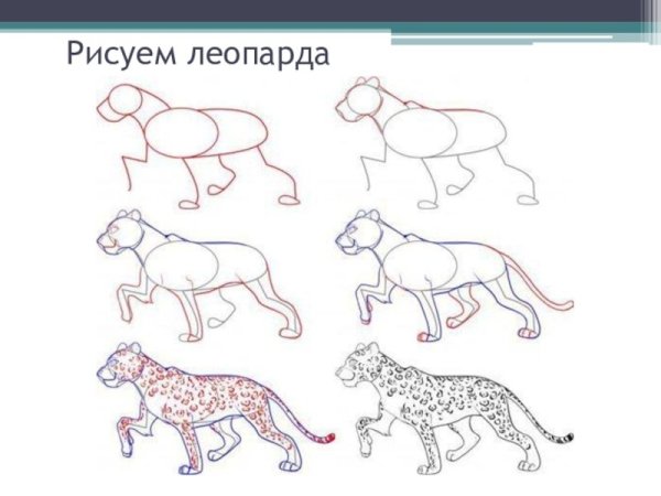 Леопард пошаговое рисование для детей