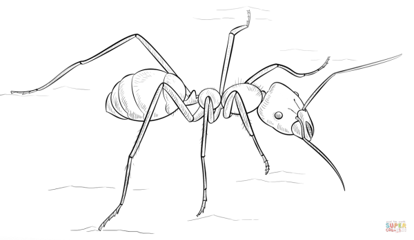 Муравей карандашом