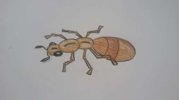 Муравей пошаговое рисование