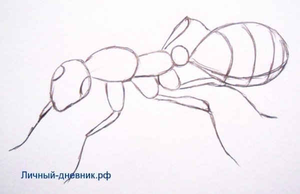 Поэтапное рисование муравья для детей