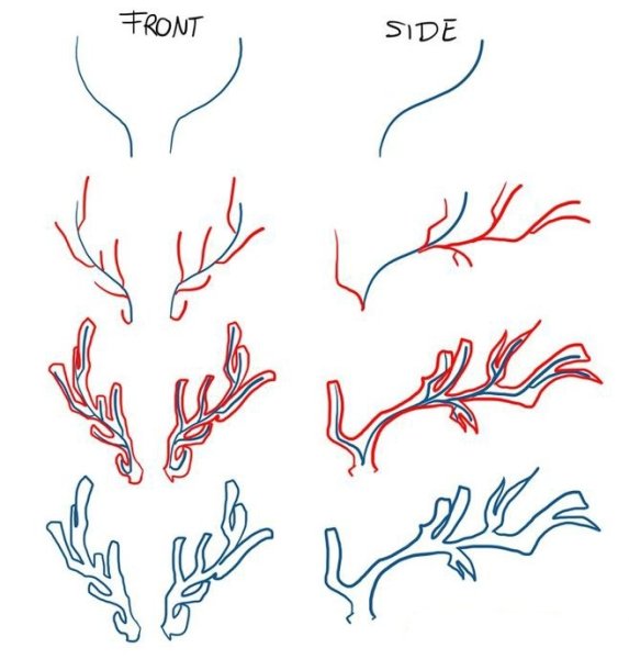 Рога оленя референс