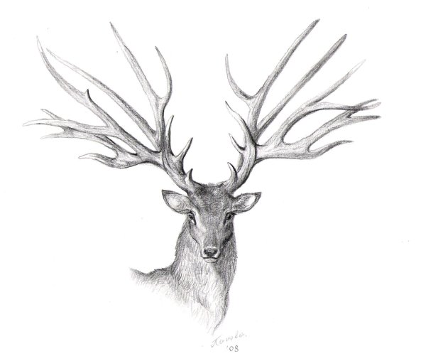 Рисунок оленя для срисовки