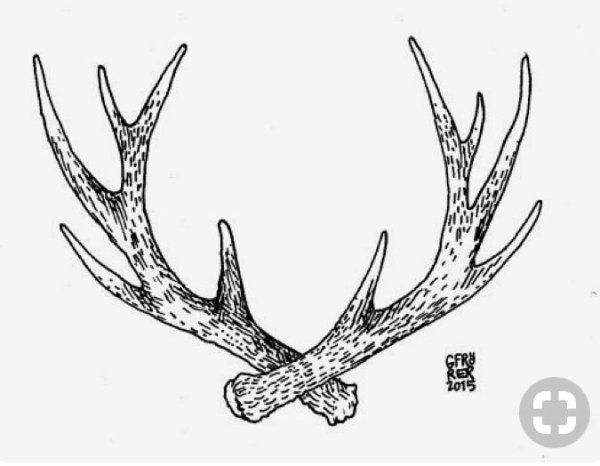 Контур рога оленя сбоку