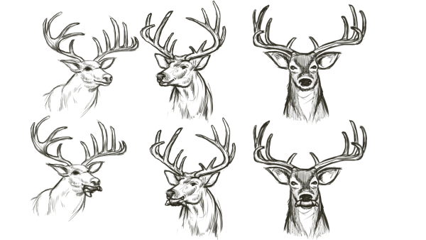 Олень спереди рисунок