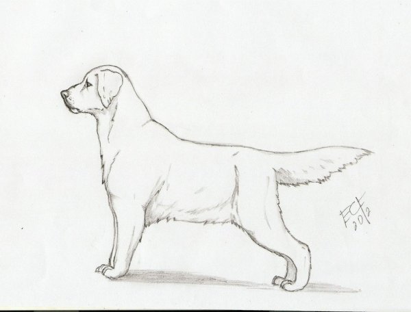 Лабрадор карандашом