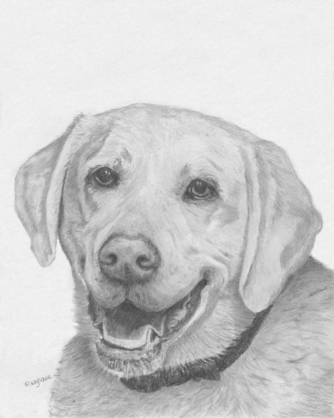 Лабрадор ретривер рисунок