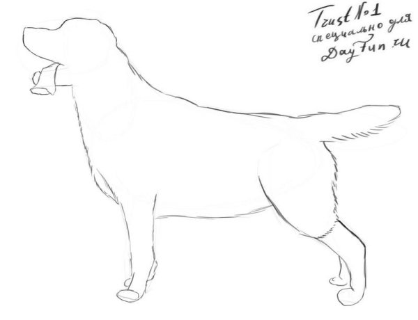 Поэтапное рисование лабрадора
