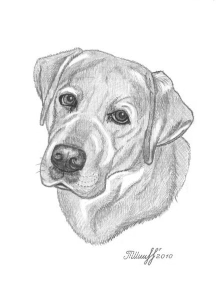 Рисунок собаки для срисовки
