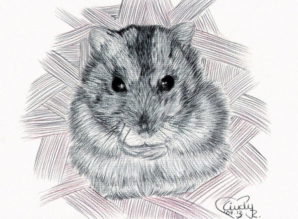 Набросок хомяка джунгарика