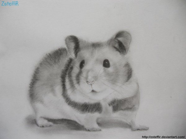 Раскраска джунгарский хомячок