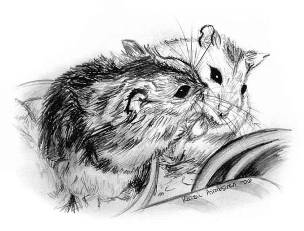 Джунгарский хомяк раскраска