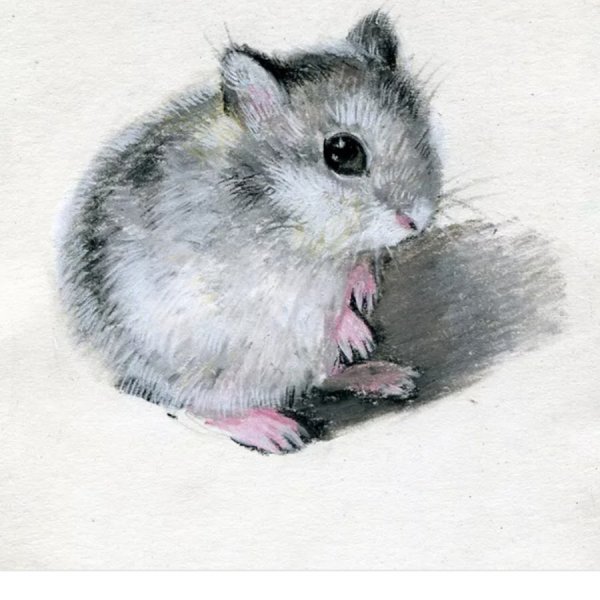 Хомяк рисунок для срисовки