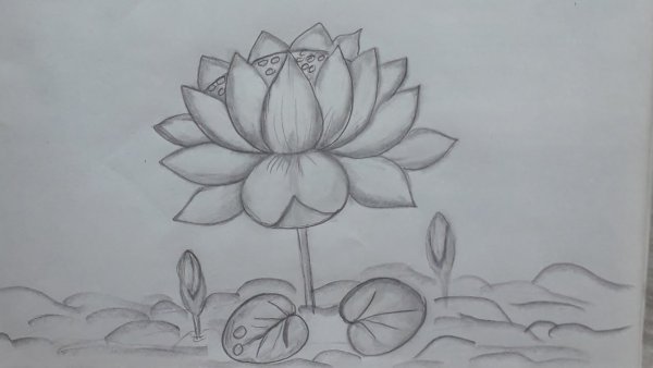 Лотос карандашом