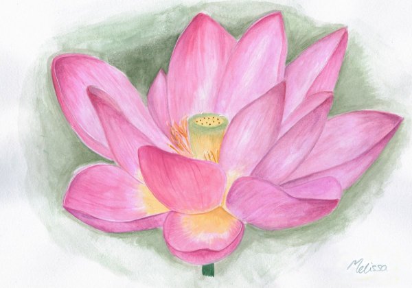 Кувшинка раскраска