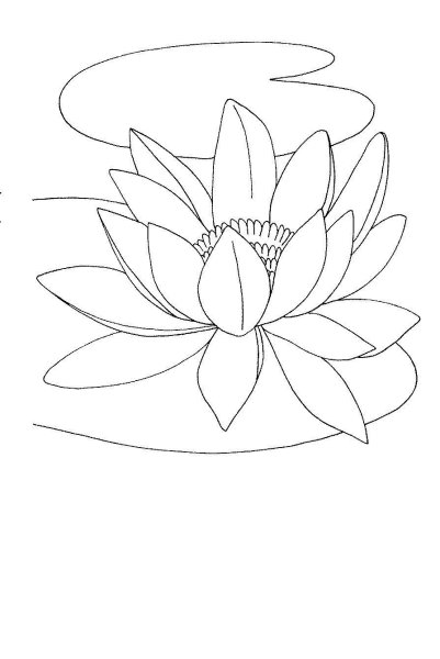 Лотос карандашом