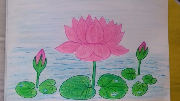 Цветок лотоса, лилии, кувшинки