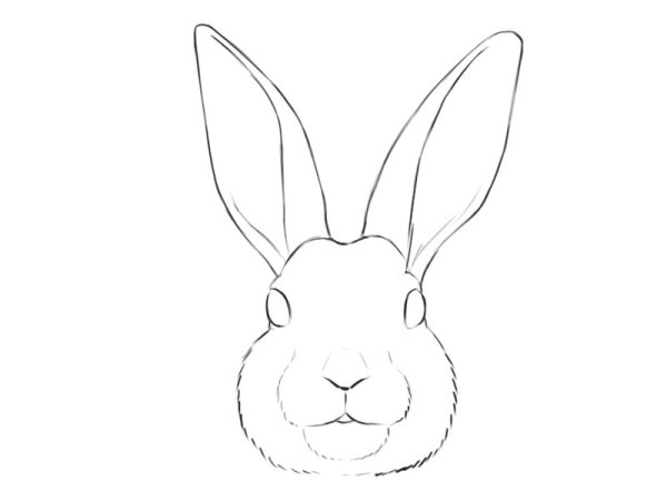 Мордочка зайца легко