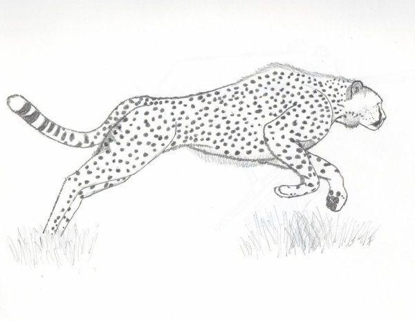 Гепард рисунок