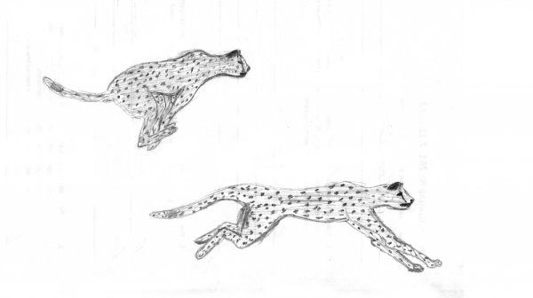 Пошаговое рисование гепарда