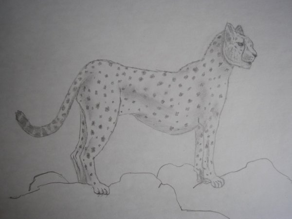 Гепард для срисовки