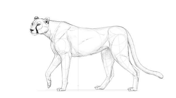 Рисование леопарда для детей