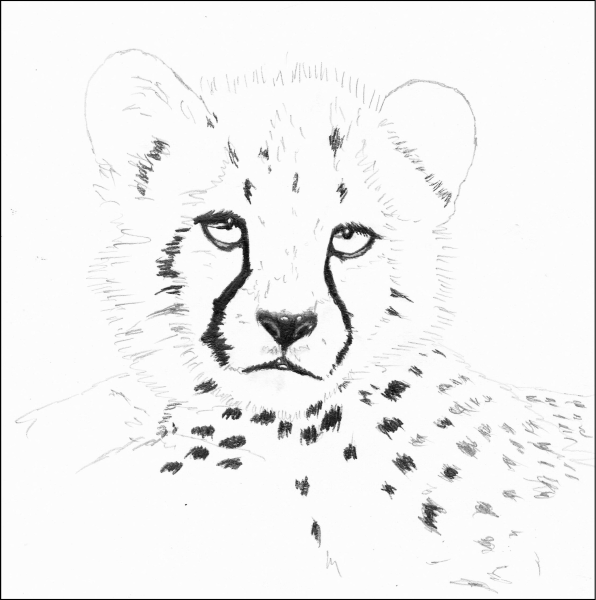 Гепард рисунок карандашом для детей