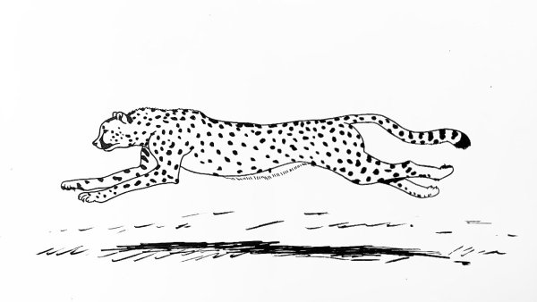 Поэтапное рисование гепарда