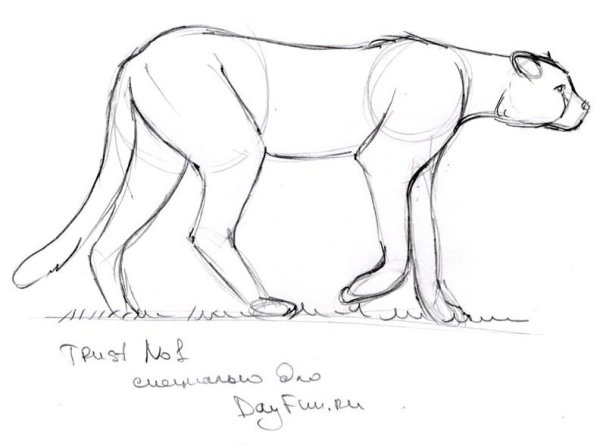 Рисунки гепарда для срисовки