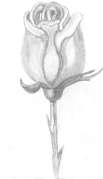 Бутон розы карандашом
