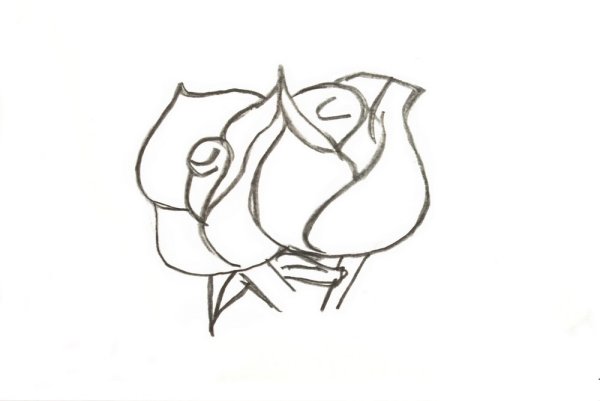 Роза картинка карандашом для начинающих