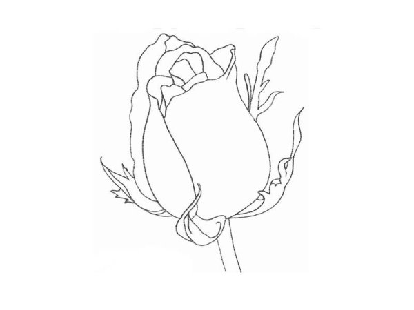 Бутон розы легкий эскиз