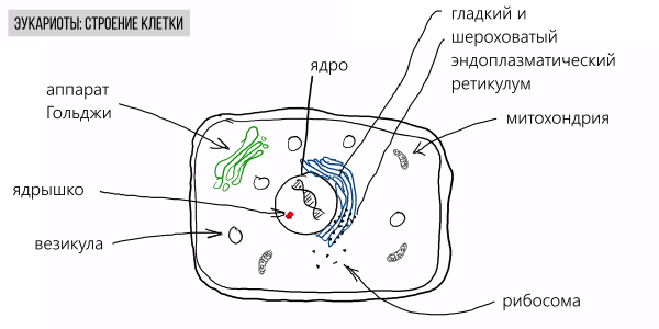 Схема строения эукариотической клетки