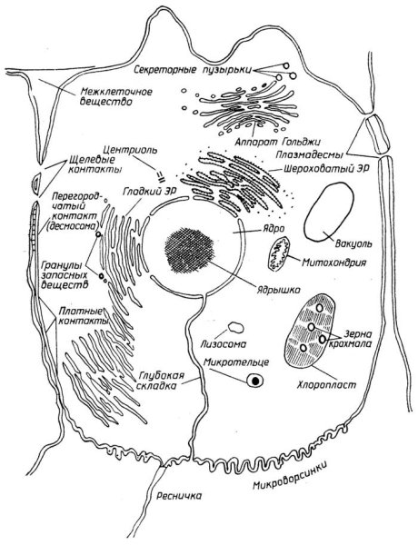 Схема строения эукариотической растительной клетки