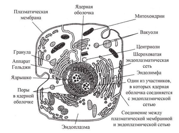 Схема эукариотической клетки животного