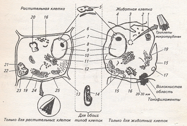 Схема строения животной и растительной клетки