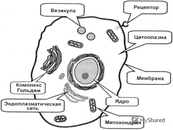 Строение животной клетки рисунок