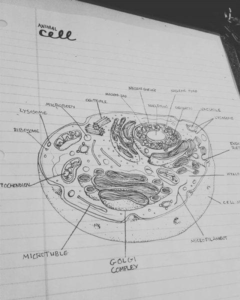 Зарисовка животной клетки