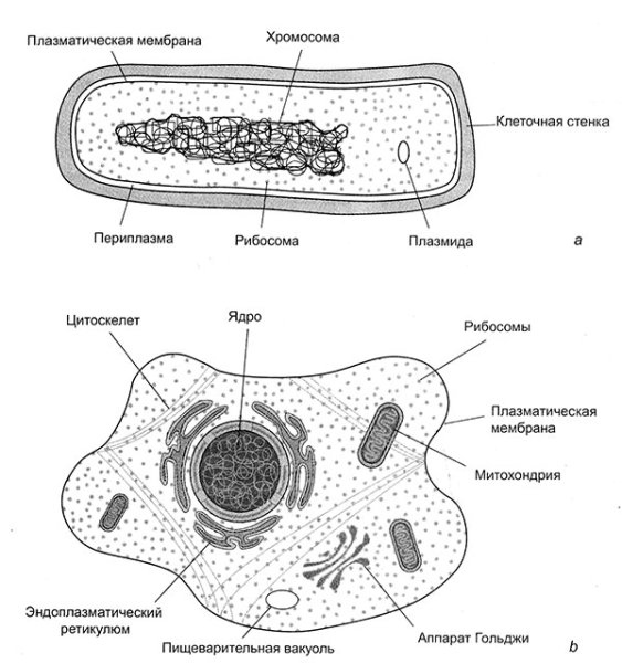 Схема эукариотической клетки