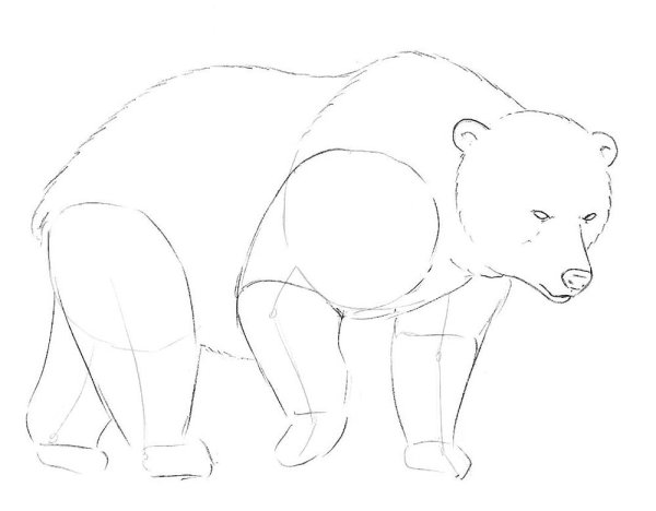 Рисование медведя