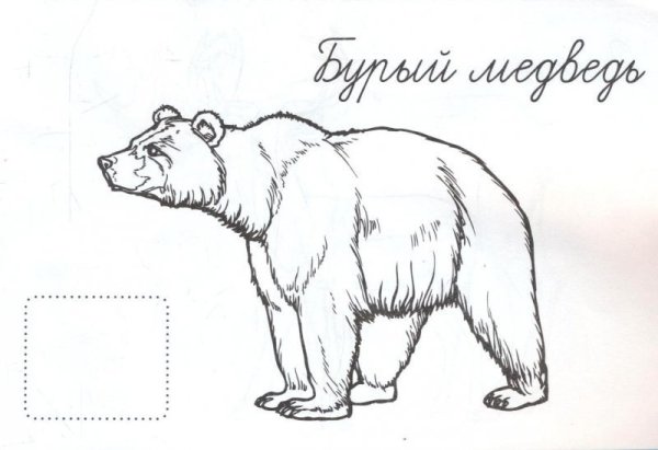 Бурый медведь раскраска для детей