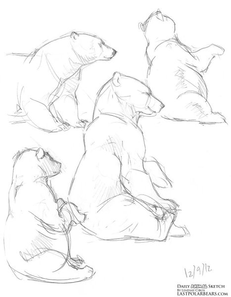 Зарисовки медведя
