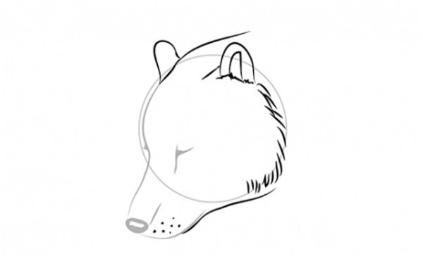 Голова медведя карандашом поэтапно