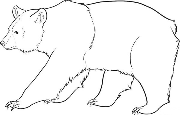 Медведь рисунок карандашом