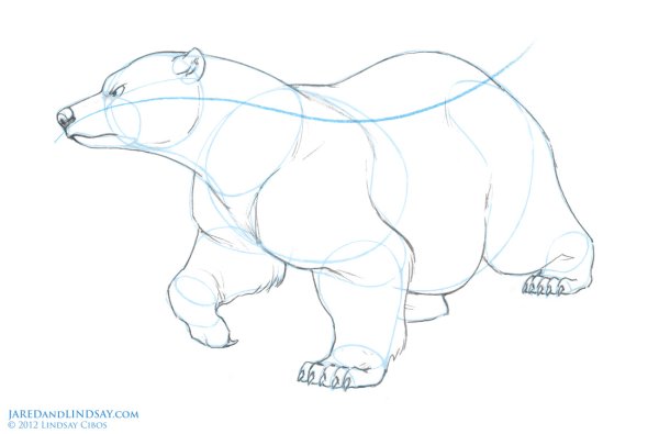 Белый медведь карандашом