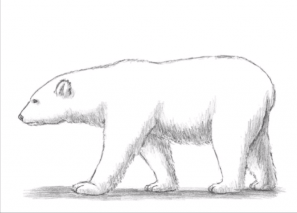 Белый медведь рисунок карандашом