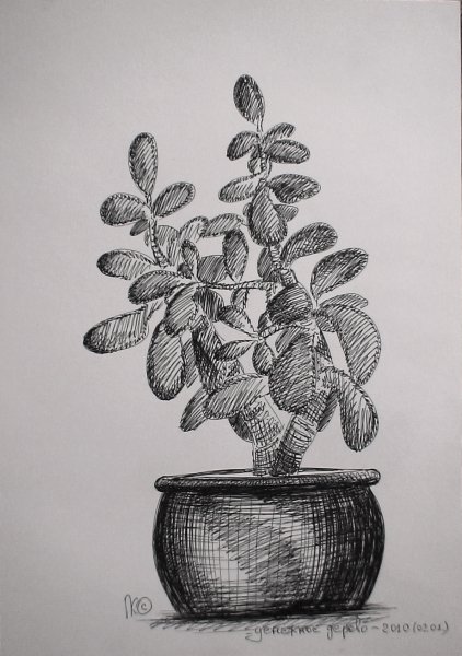 Денежное дерево карандашом