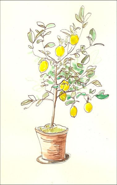Лимонное дерево куст