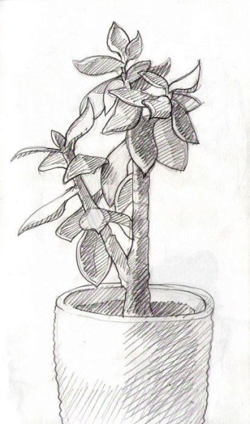 Зарисовки комнатных растений